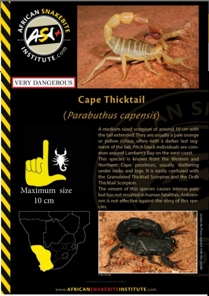 Know what to do when you encounter a scorpion